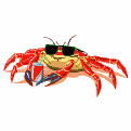 granchio occhiali.gif